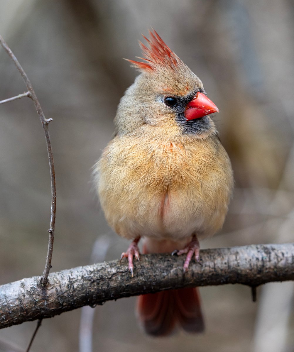 Jocelyn Anderson Photography tweet media