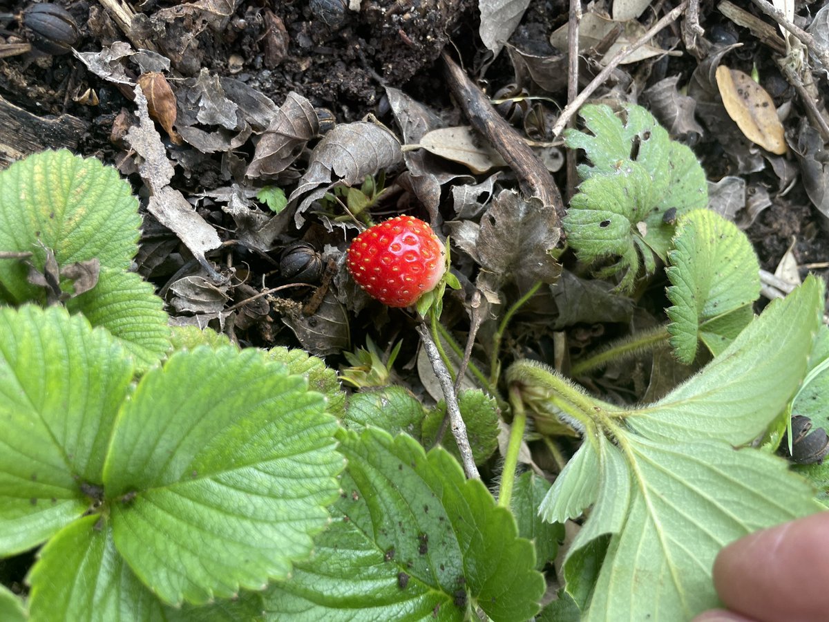 spikespencer's tweet photo. Springtime is upon us.
Weed clearing out some beds.
Lookie what I found.
Several strawberry plants made it.
And behooold! My first strawberry evah!

I am a gardening gaaaaaawd! https://t.co/GRAR39ZzEg