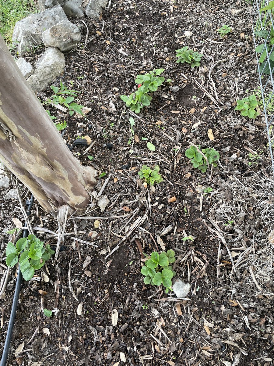 spikespencer's tweet photo. Springtime is upon us.
Weed clearing out some beds.
Lookie what I found.
Several strawberry plants made it.
And behooold! My first strawberry evah!

I am a gardening gaaaaaawd! https://t.co/GRAR39ZzEg