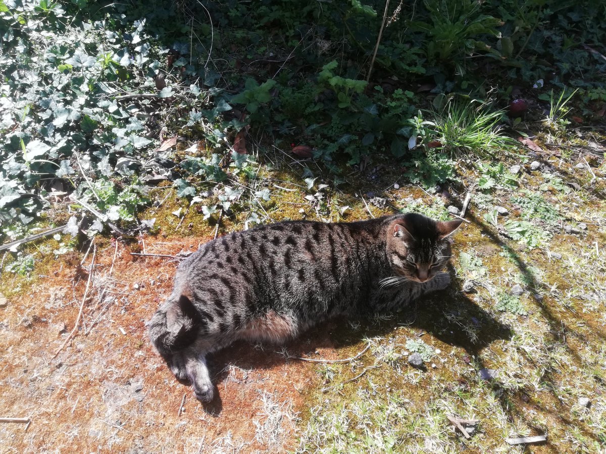 Stereo Surrealist tweet media