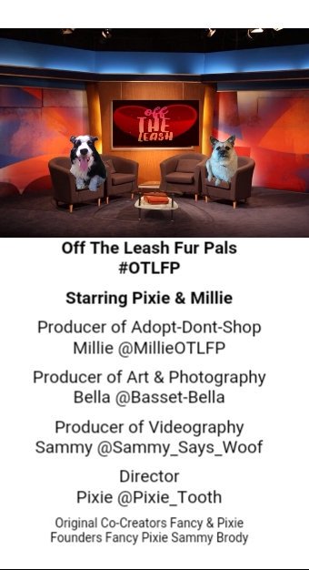 Millie🐾🌈#oneforallandallformillie 🐾🌈 tweet media