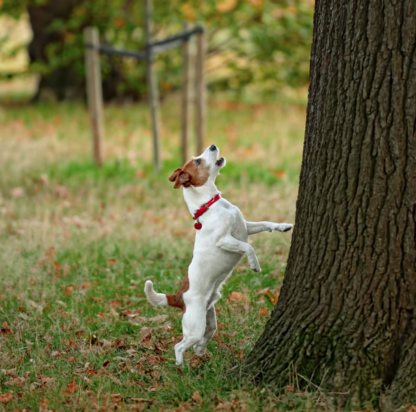 vroomlab's tweet photo. My New Bark (at the Right Tree) https://t.co/wuBjxXL0yU https://t.co/gitGZSdRZK