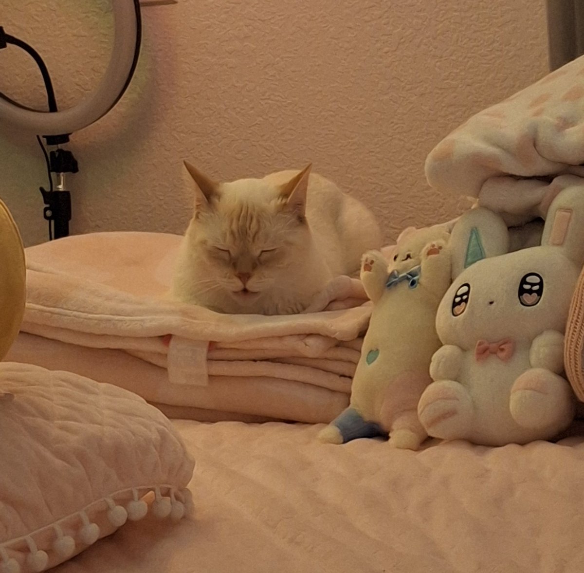 baby dog tweet media