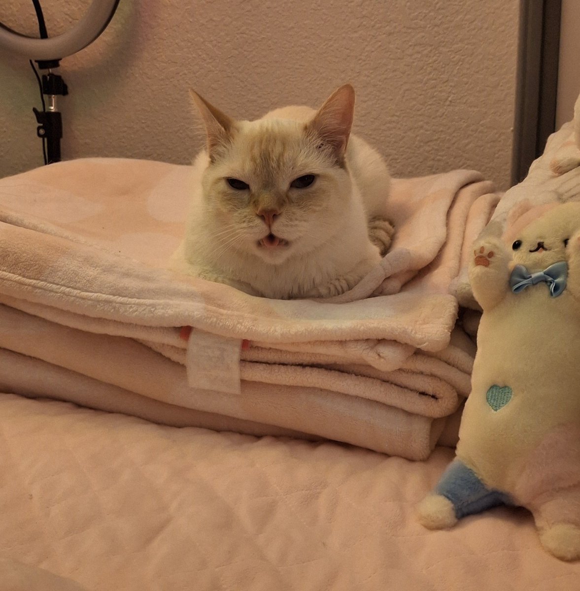 baby dog tweet media