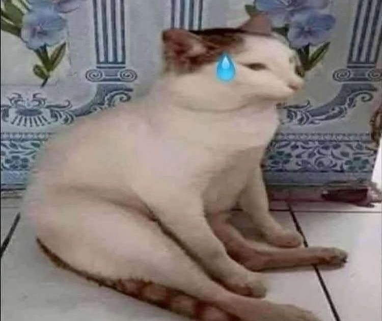 jelly 𑄝 tweet media