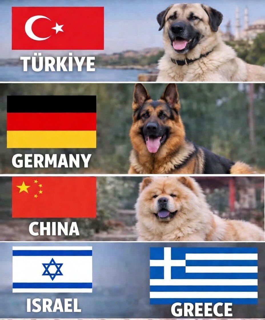 Based Türkiye 🇹🇷 tweet media