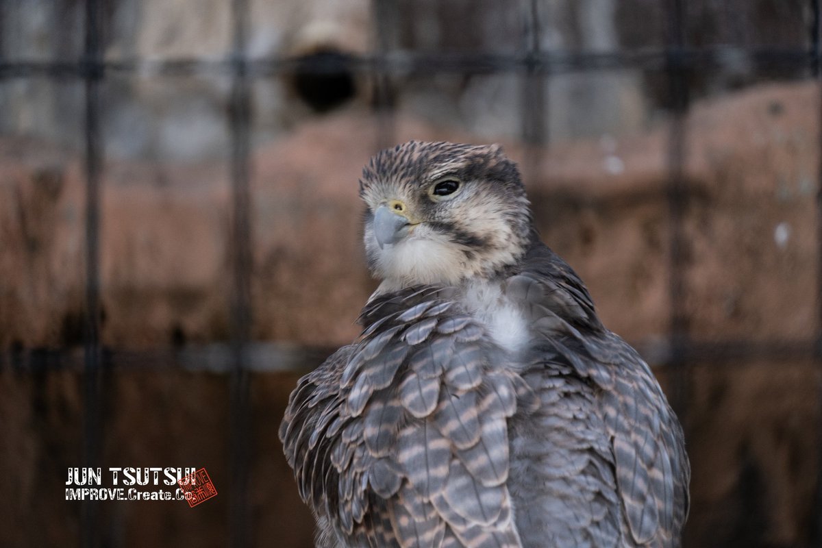 天王寺動物園

ハヤブサ

#camera #天王寺動物園 #ハヤブサ #猛禽類 #鳥