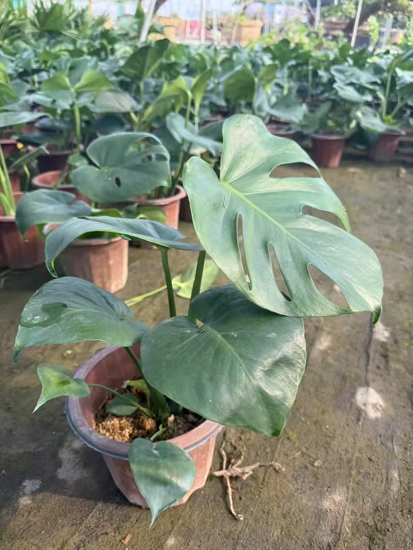 AKabboudi's tweet photo. 3 quick tips for lush houseplants: 1) Water only when top 2cm soil is dry; 2) Rotate weekly for even light; 3) Wipe leaves monthly to breathe easy. Tag a plant parent! #PlantCare #GreenThumbs https://t.co/JgKAD0IESd