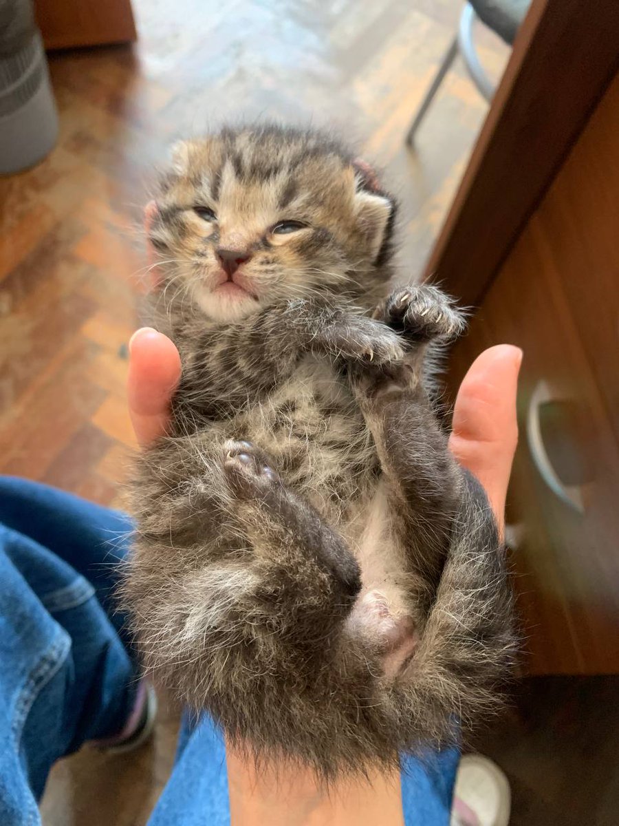 Дюша Эллингтон tweet media