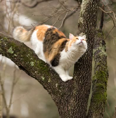 ੈ✩‧₊˚ 𝚛𝚊𝚢 ੈ✩‧₊˚ tweet media