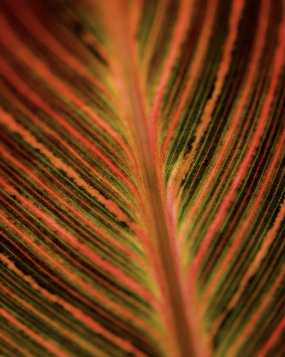 Macro Knowledge tweet media