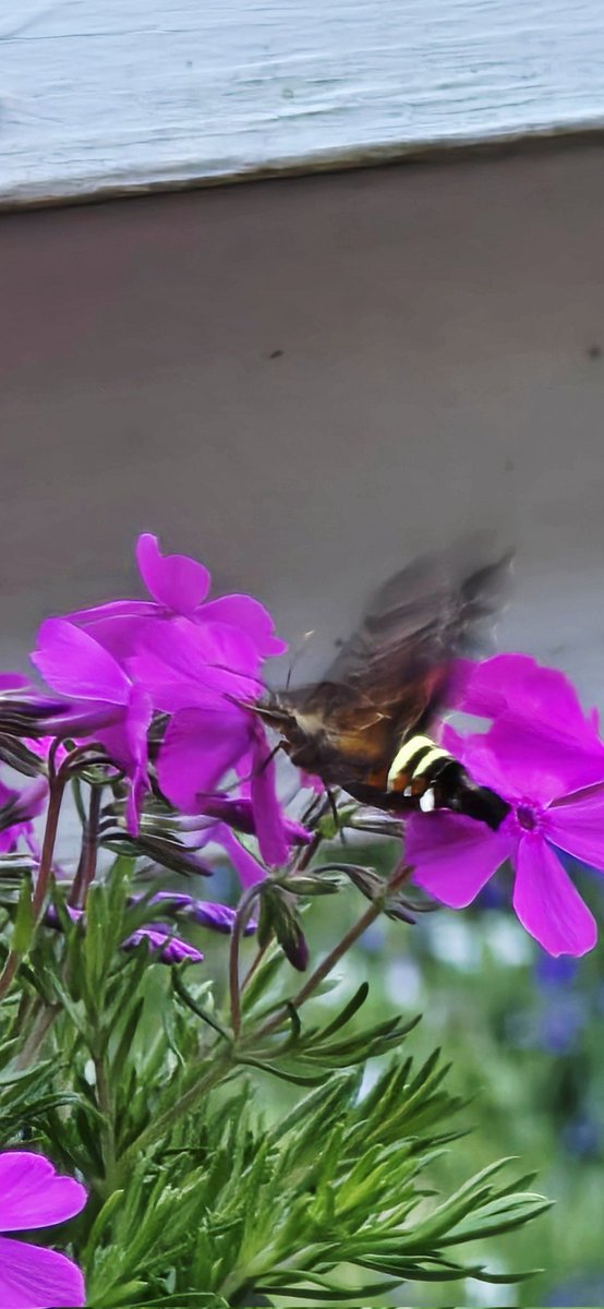 Bipolar Recorder Project tweet media