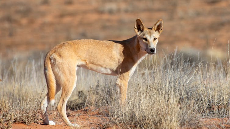 Redbrick122 tweet media