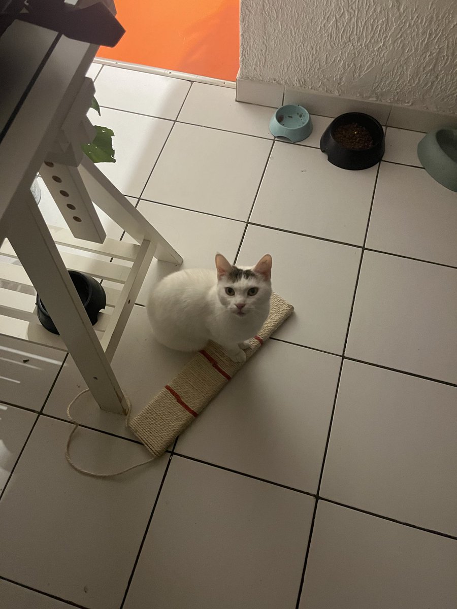 cette nuit g revé la tumeur de mon chat s’etait résorbée et qu’elle avait plus de cancer et qu’elle avait repris du poids puis je me suis réveillé:/ , mon pauvre enfant je l’aime tellement elle a que 12 ans..