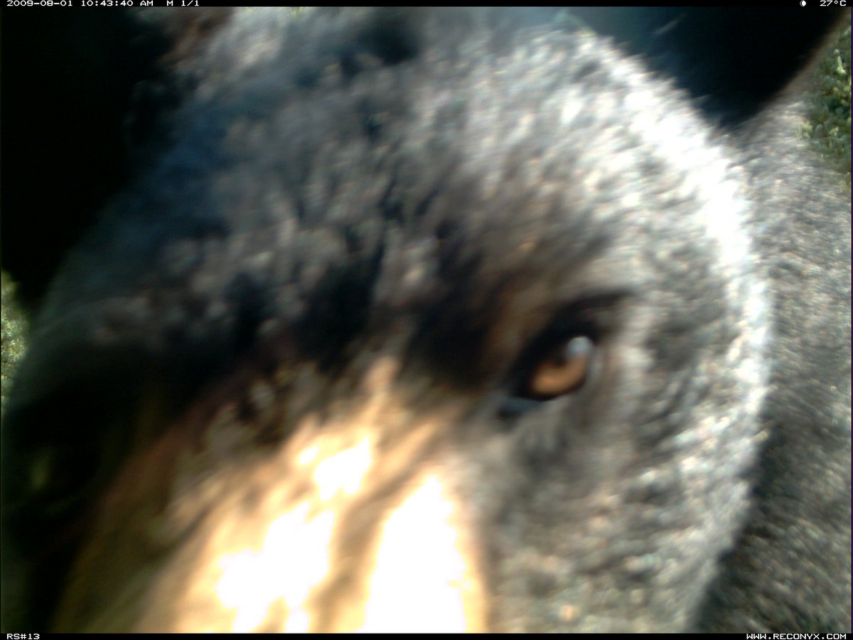 trailcam tweet media