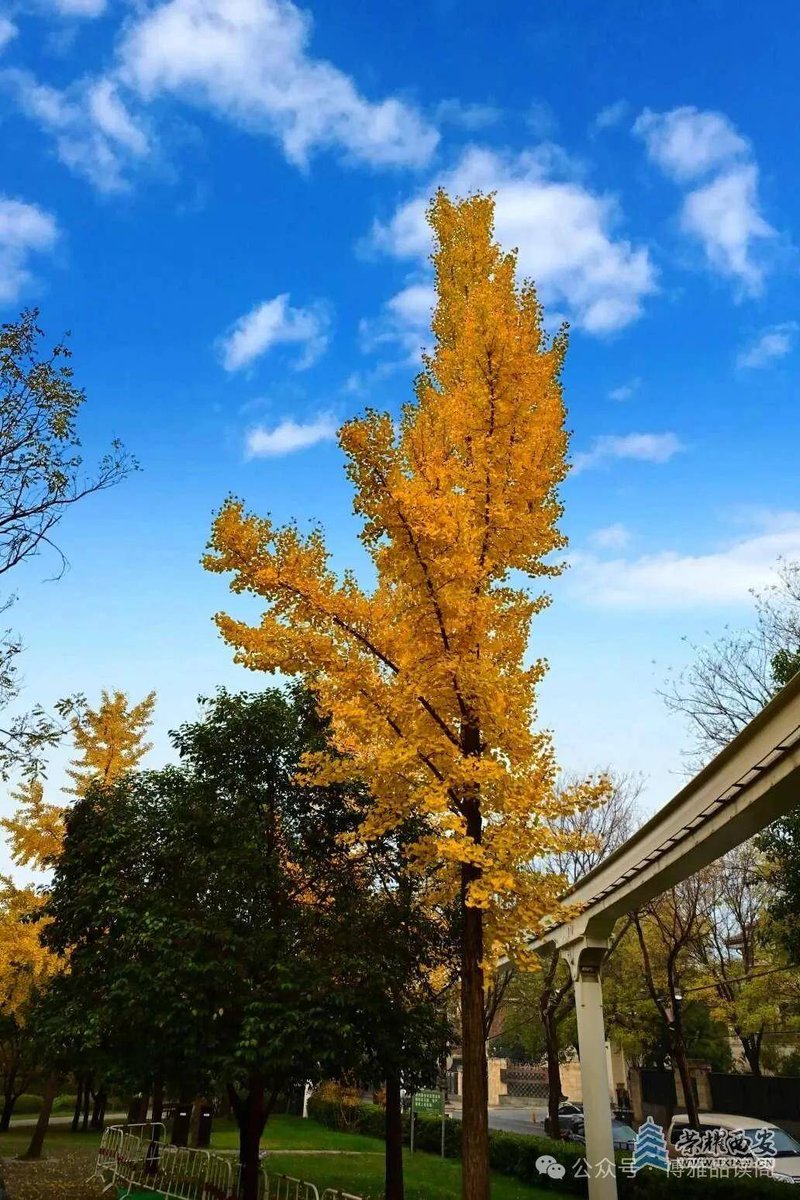 Pocahontas tweet media