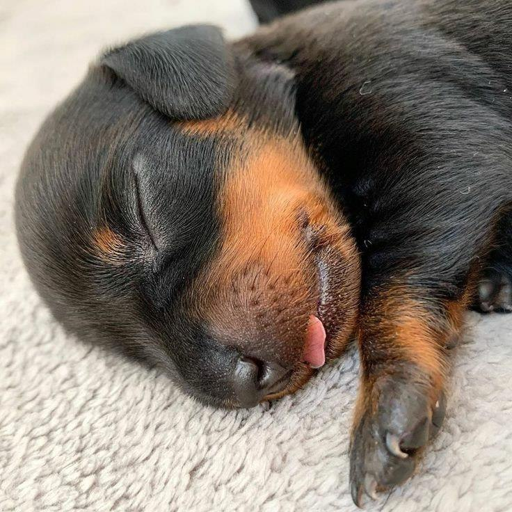 Salsichinhas tweet media