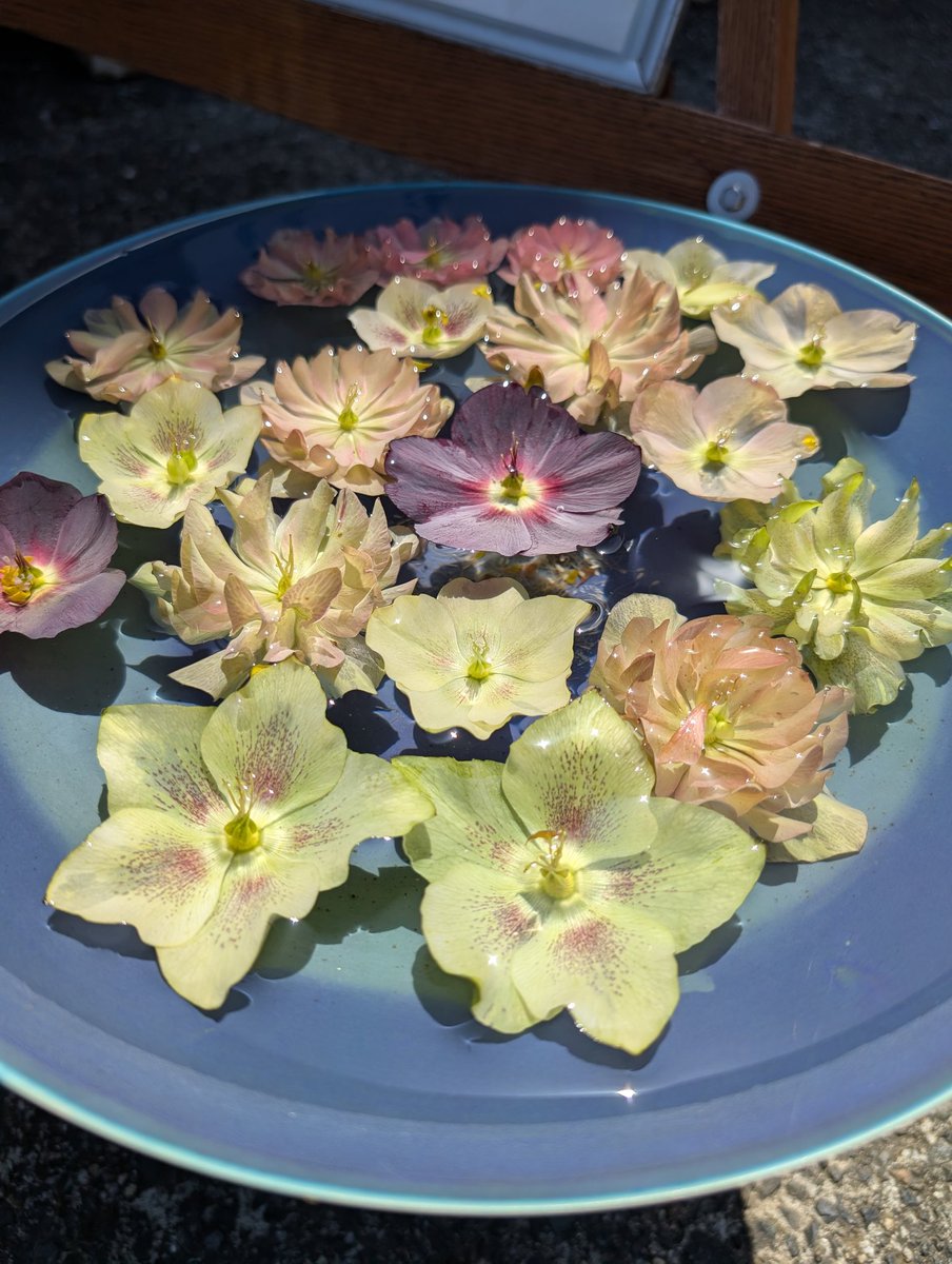 ゆざらし🦭 tweet media