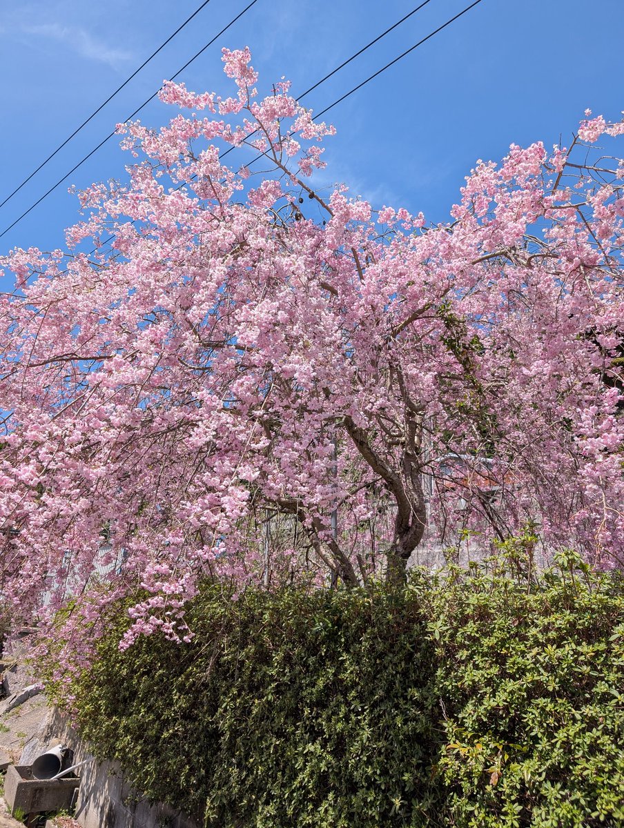 ゆざらし🦭 tweet media