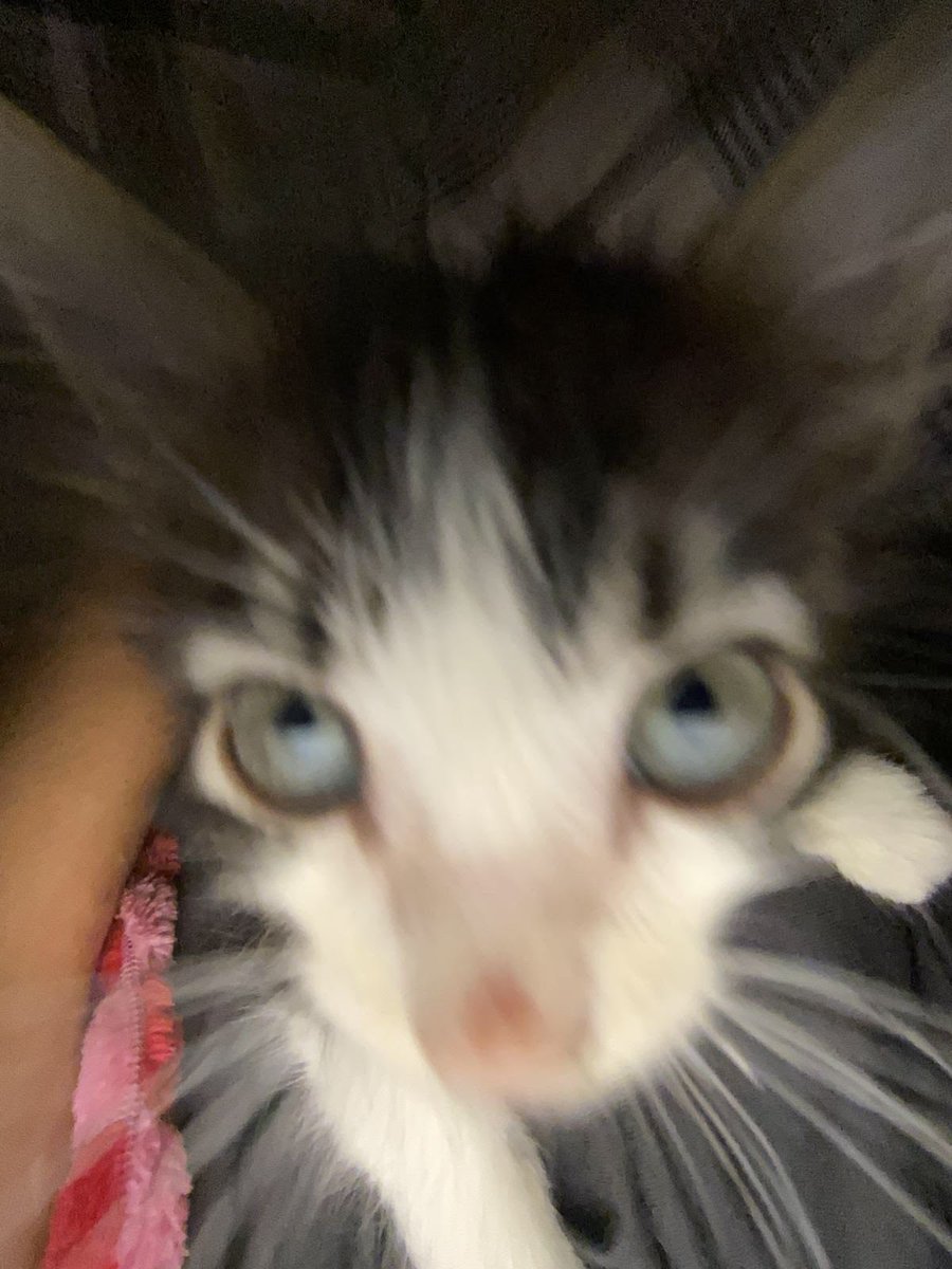 Cat ⦮ ⦯ ⟆ tweet media