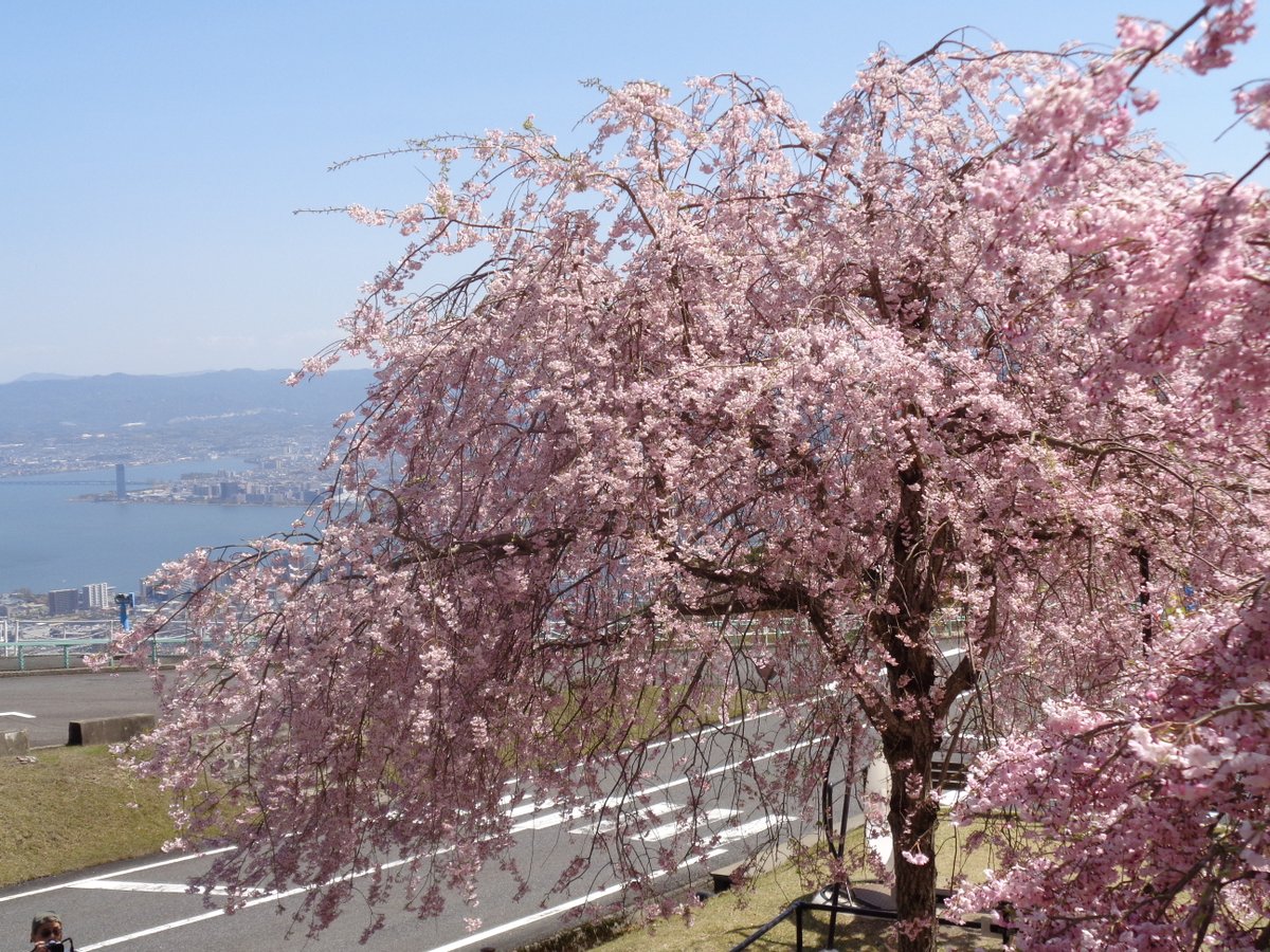 4月12日（日）🌸さくら便り 写真は夢見が丘展望駐車場の枝垂れ桜です