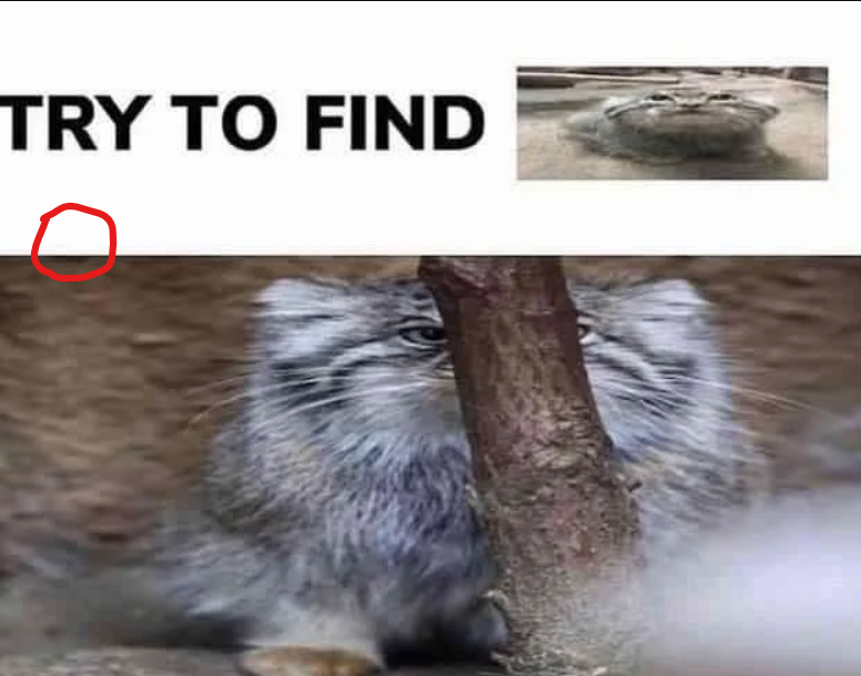 DailyMantle tweet media