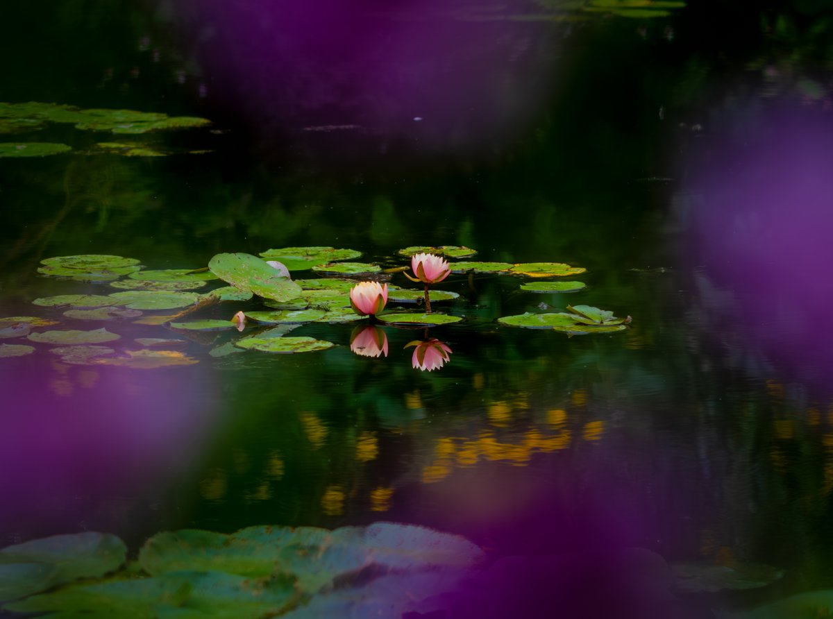 Cynical Publius tweet media