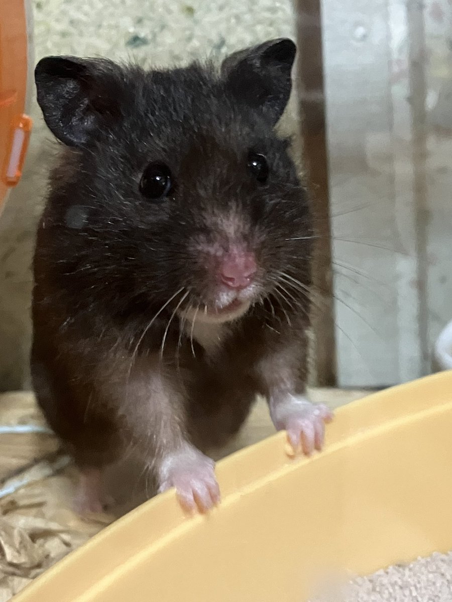#世界ハムスターの日
 今日はとびきり美味しいうまうまを
あげて下さい