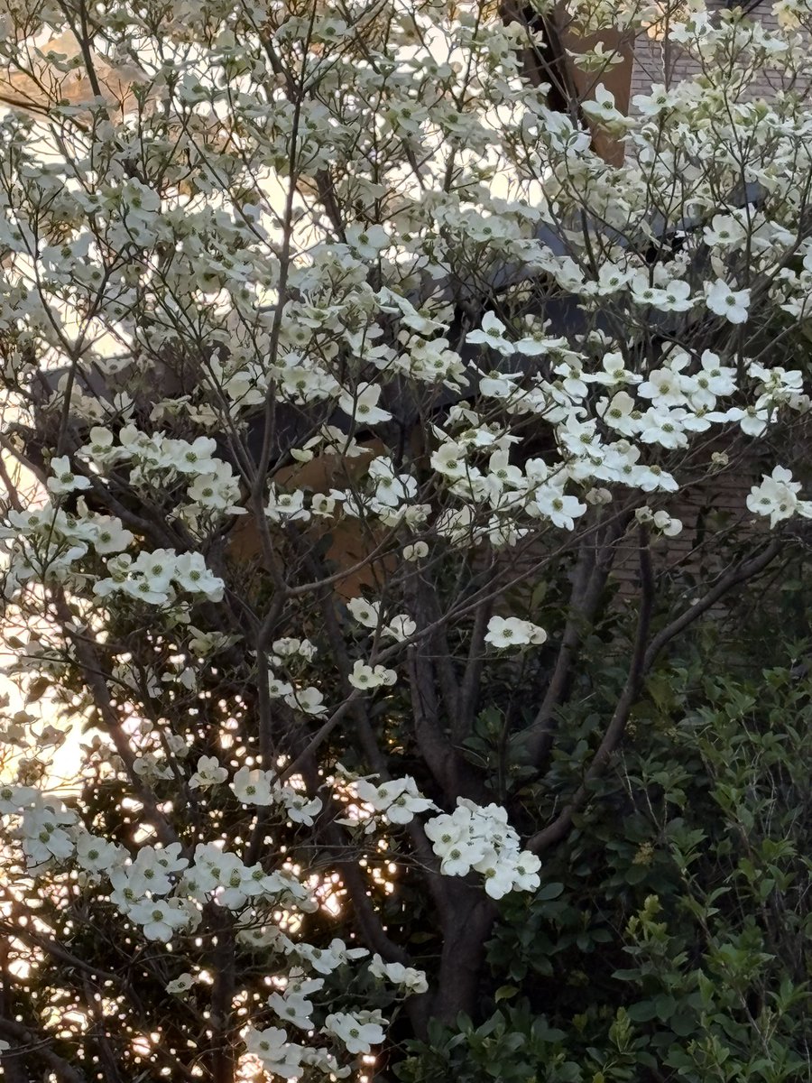 4/12（日）  11℃
晴れてはいるが強風です𓏲𓇢 🍃
外飼ワンコ 小屋から出てました。人懐こい犬です。寂しいのかな。何度も飛びついてスリスリしてきます。
桜が終わったので次はハナミズキですね
今日も皆さまになにか良いことがありますように🍀
 #朝散歩 #夜明け #日の出 #おそと犬 #ハナミズキ