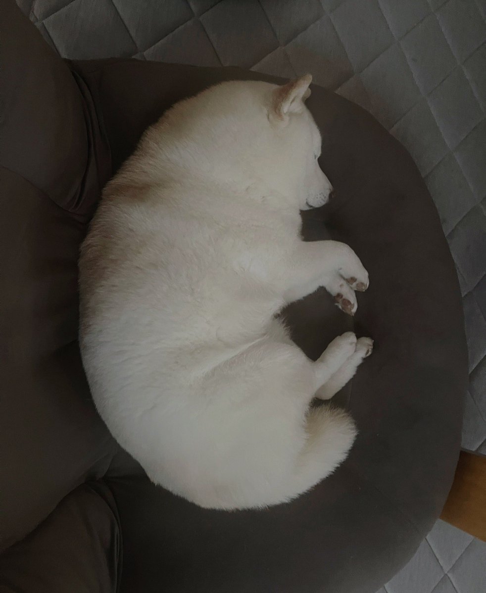 たまgo(白柴ゆき) tweet media