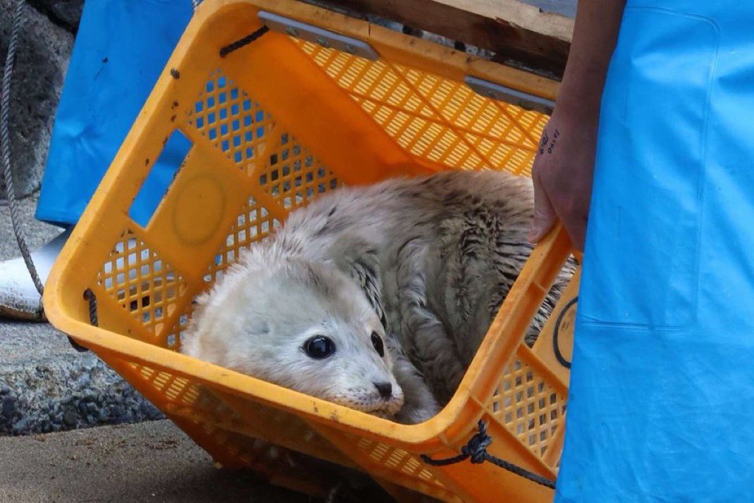 Herbuurna 🦭🇵🇷 tweet media