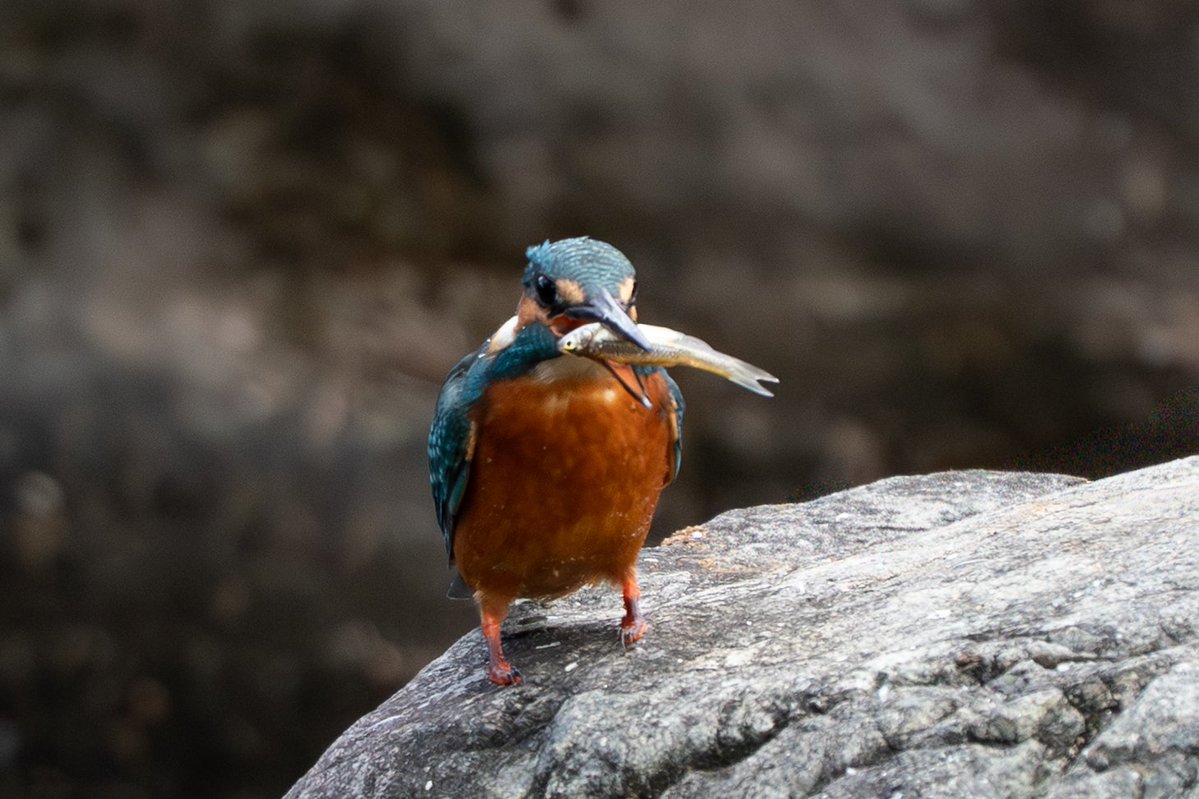 【今日のカワセミ】2026.04.12
おはようございます。 
素敵な1日になりますように！ 
Good morning. Have a nice day.   
#カワセミ 
#kingfisher