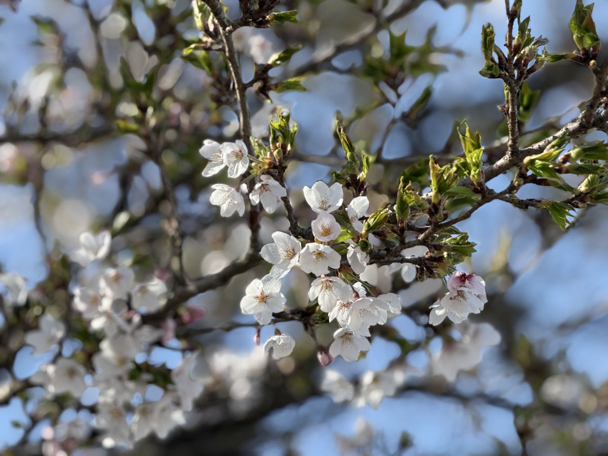 ムク🏕️ tweet media