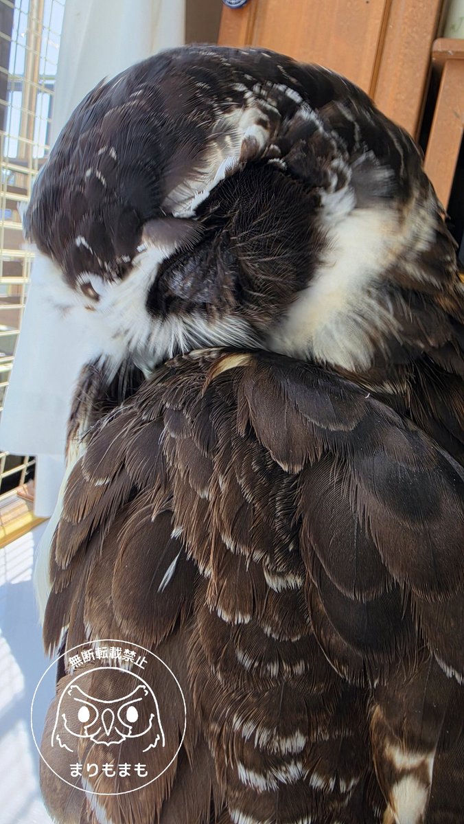 なんか可愛い～(*≧ω≦)
🦉おやばか～