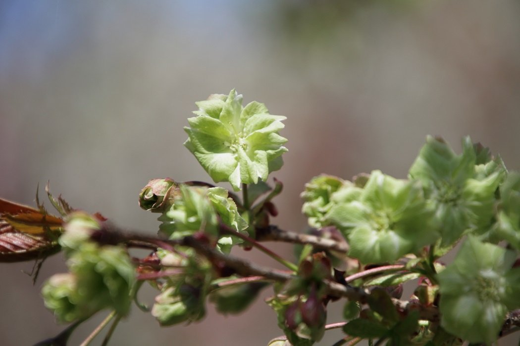 イルカ tweet media