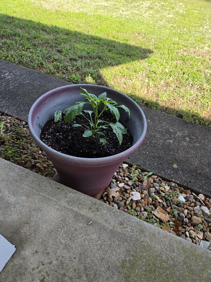 ladygreen83's tweet image. My veggie babies are bigger. 😁
#gardening #homegrown #vegetables