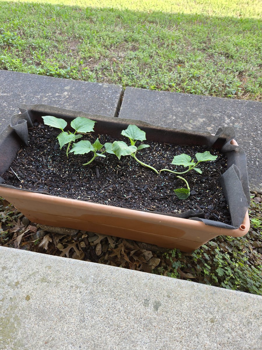 ladygreen83's tweet image. My veggie babies are bigger. 😁
#gardening #homegrown #vegetables