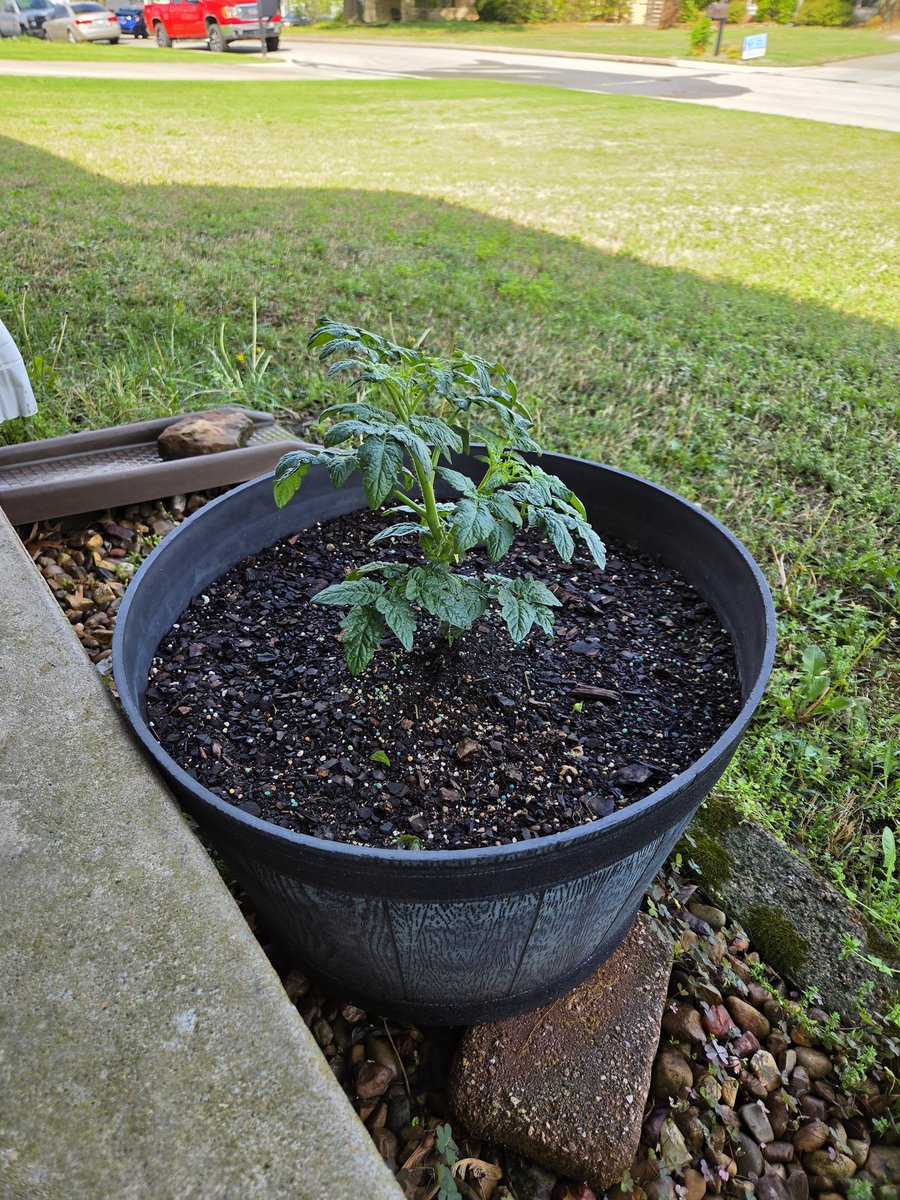 ladygreen83's tweet image. My veggie babies are bigger. 😁
#gardening #homegrown #vegetables