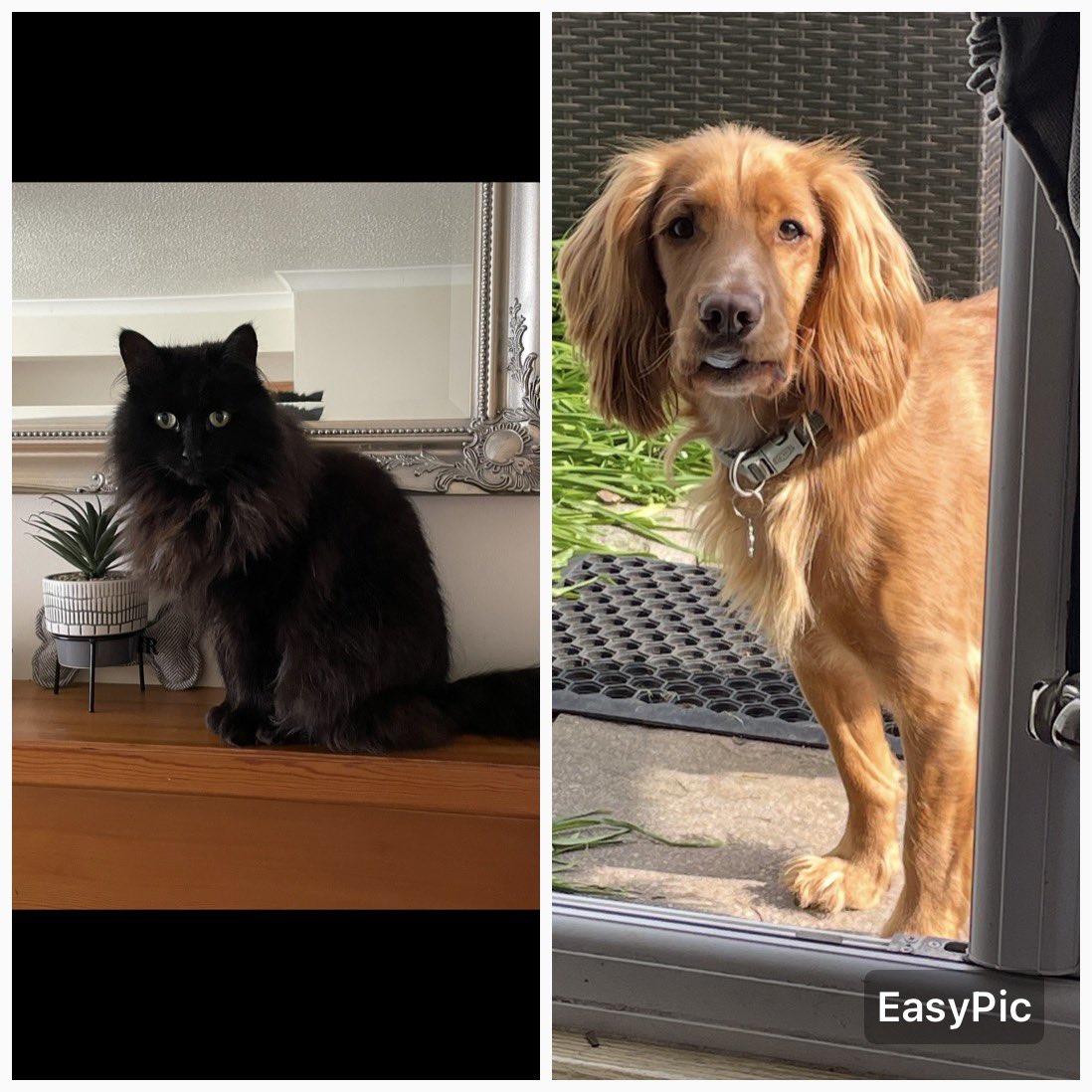 CopsonSharon's tweet photo. Happy International Pets Day https://t.co/ILsSJlCnUw
