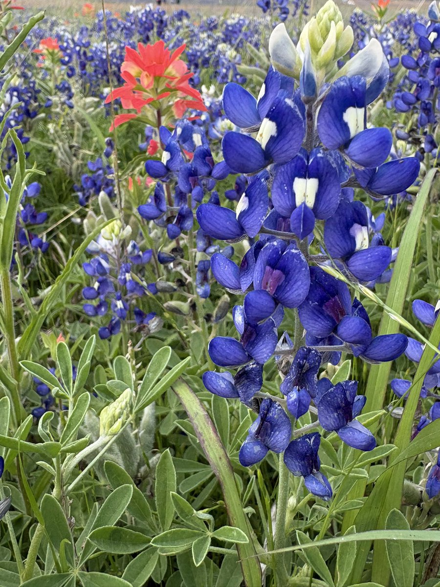 TxHorseracing's tweet image. Texas bluebonnet outing in Ennis, Texas ! @EnnisBluebonnet 4.11.26 #magical