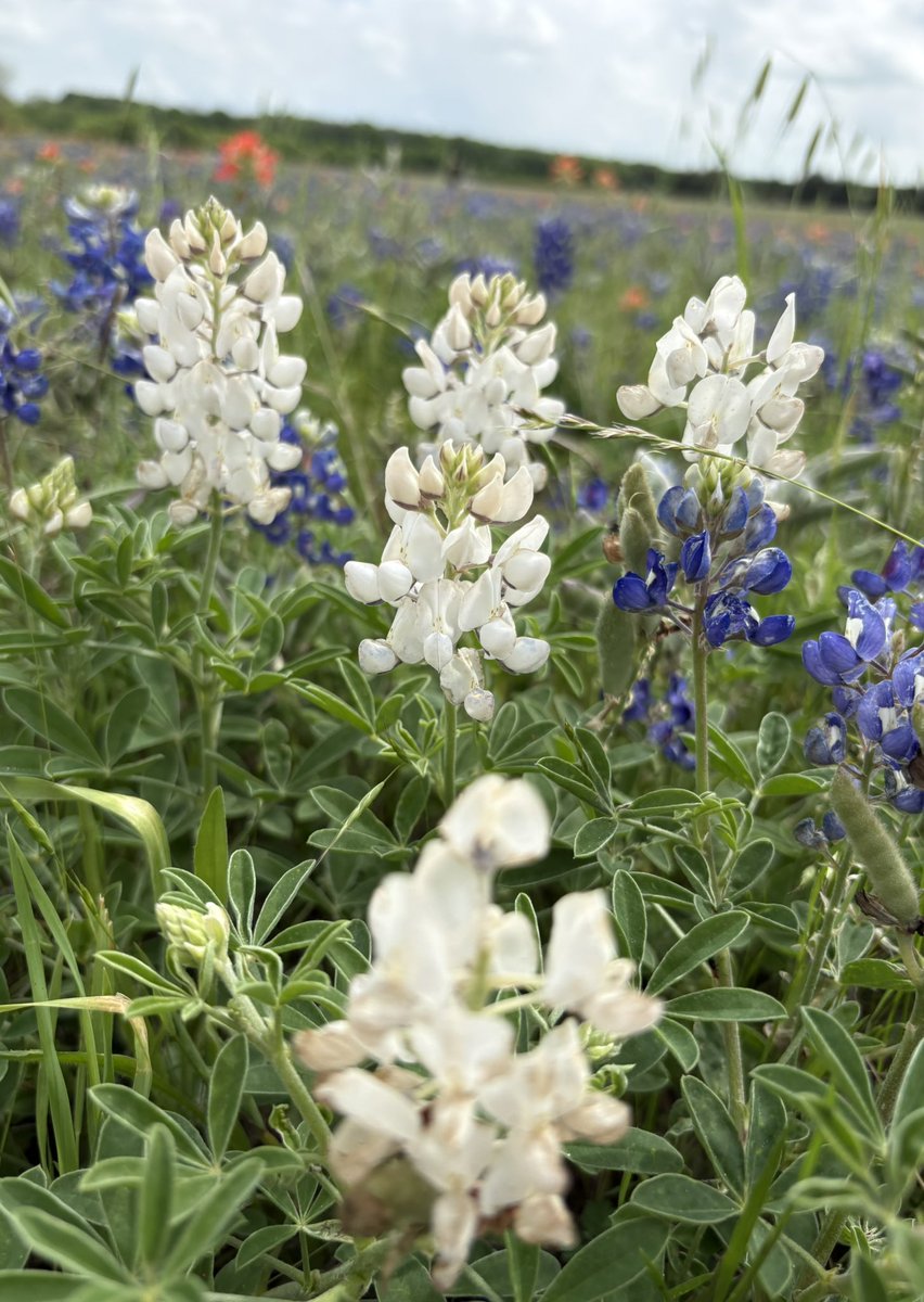 TxHorseracing's tweet image. Texas bluebonnet outing in Ennis, Texas ! @EnnisBluebonnet 4.11.26 #magical