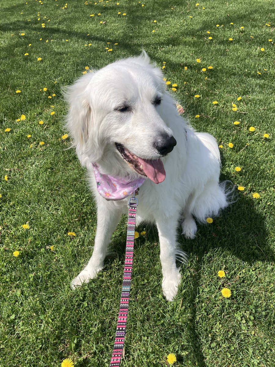 Anna The Pyrenees tweet media