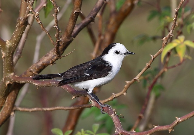 Aves do Brasil tweet media