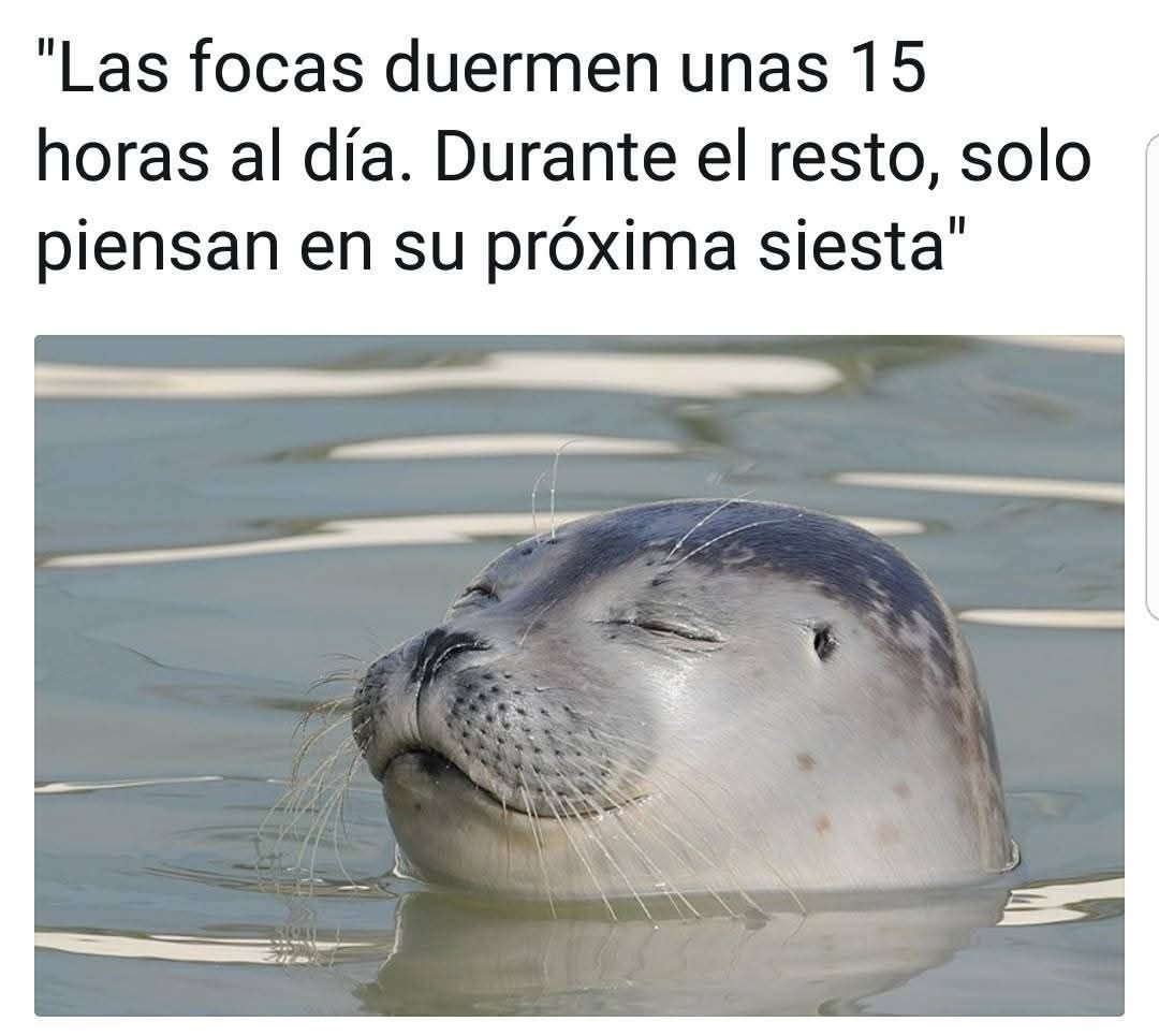 Rincón Curioso tweet media