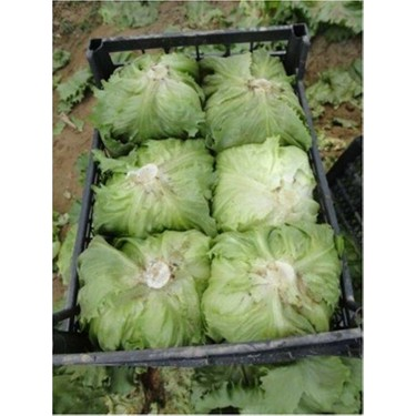 ARIEL BURAK KAPLAN tweet media