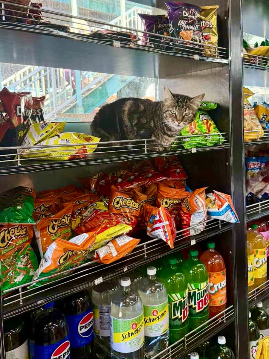 Bodegacats_'s tweet photo. https://t.co/FEDcstQmoZ