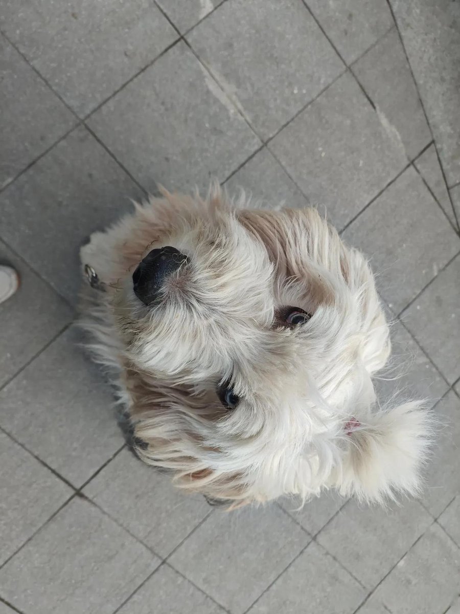 Пётр Гудков tweet media