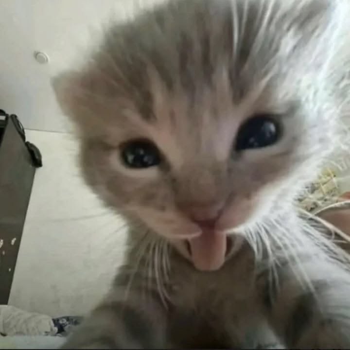 compota de mamão tweet media