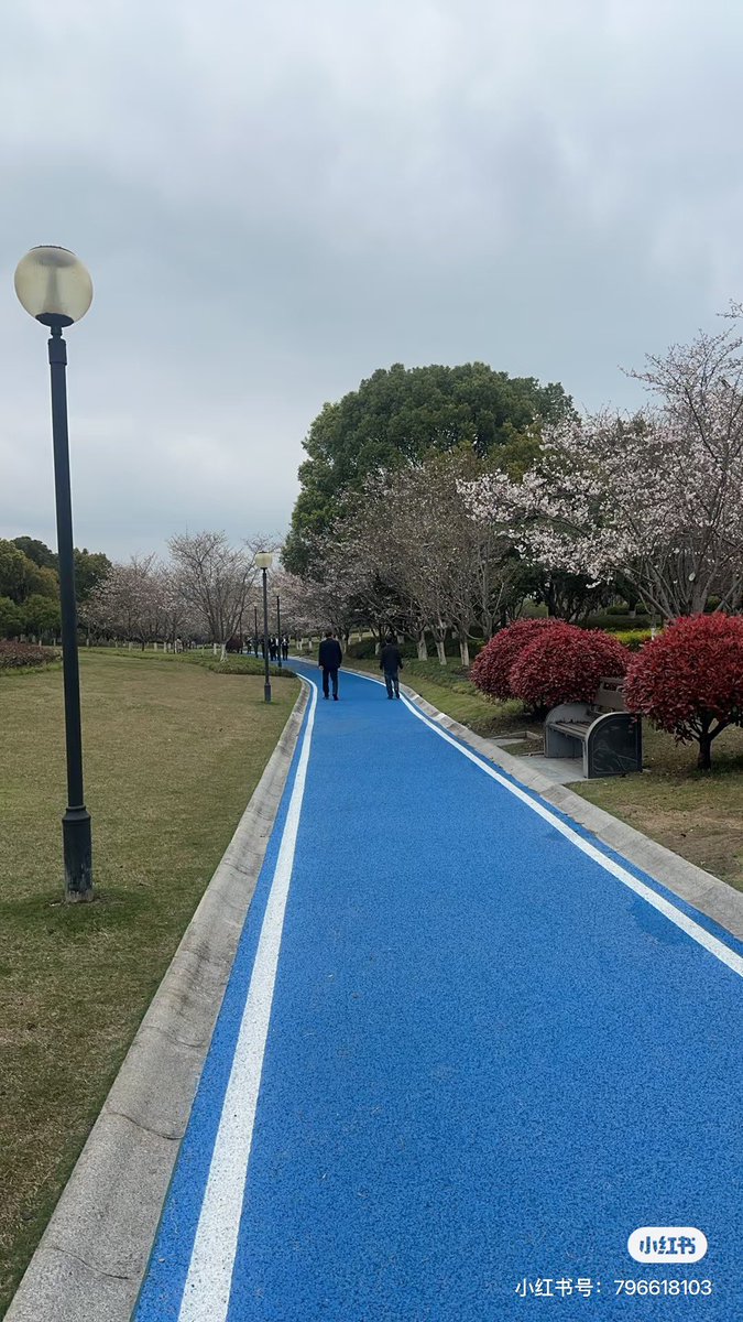 Coma Magnolia tweet media