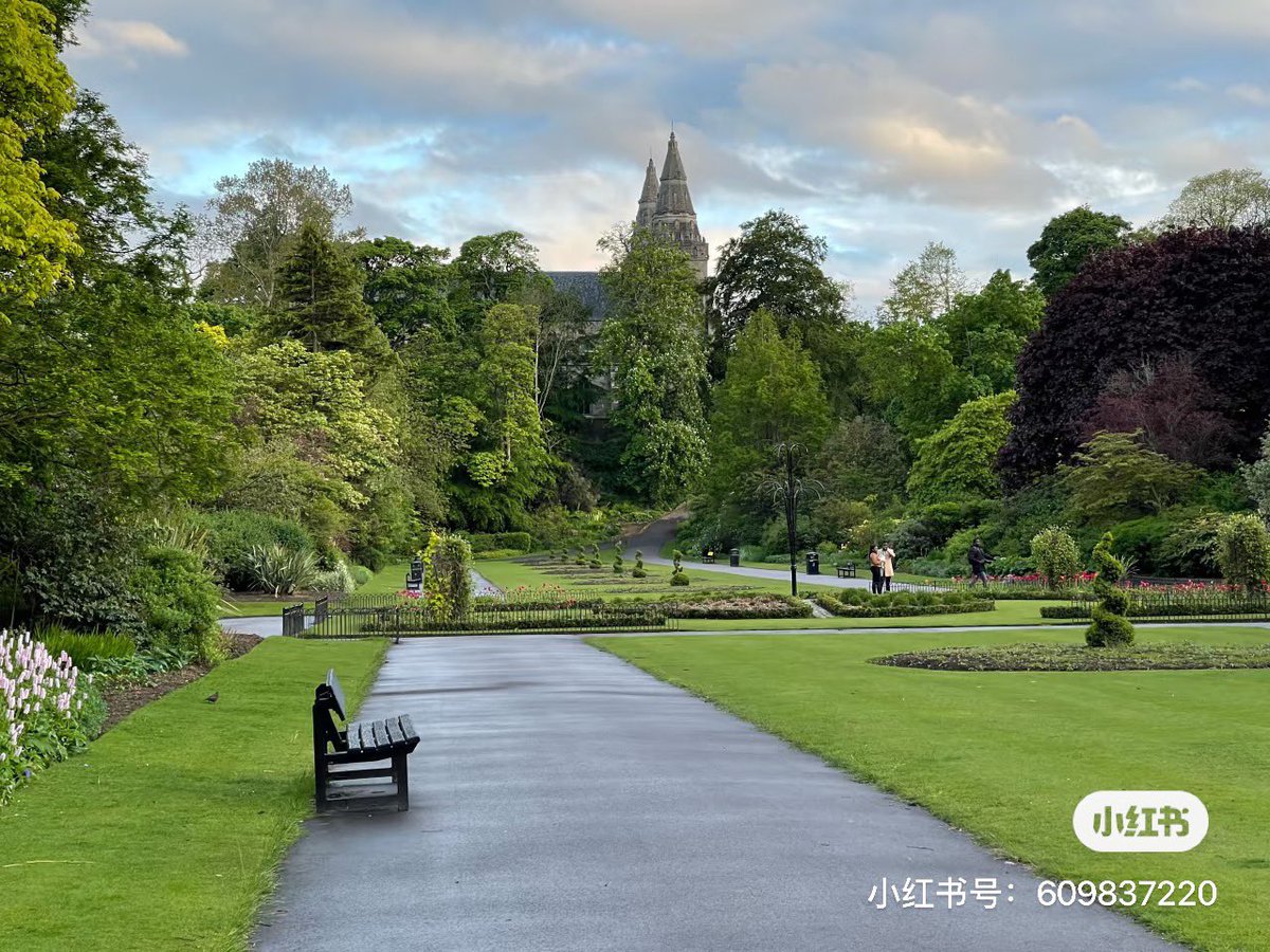 Coma Magnolia tweet media